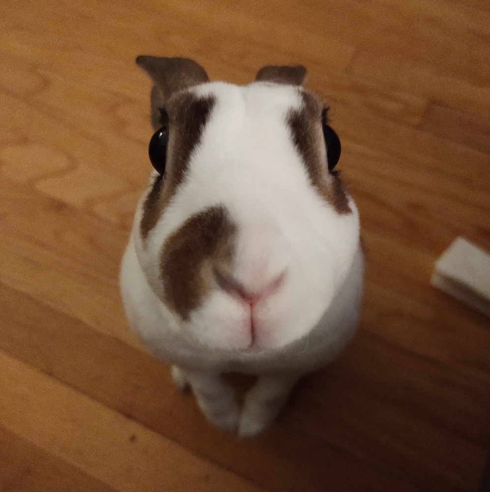 Meet your Posher, Liz